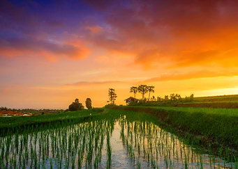 Natures
