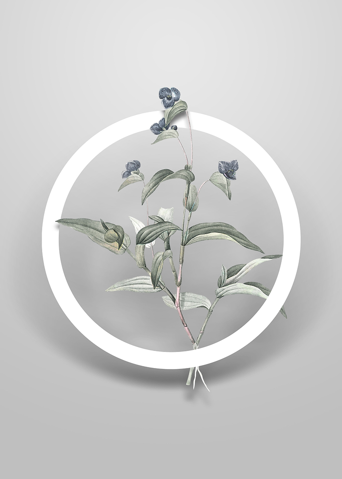Blue Spiderwort Flower Art