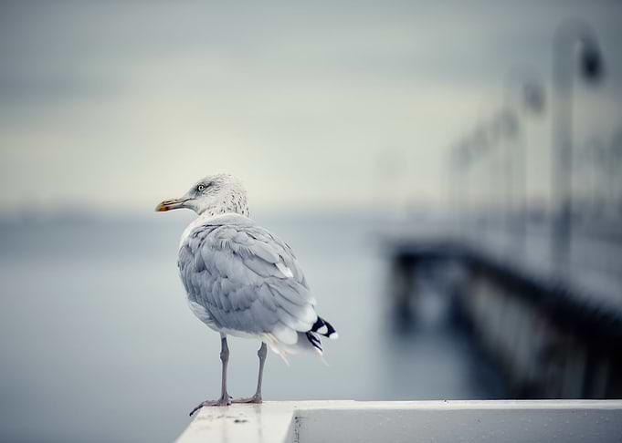 Seagull on the pier