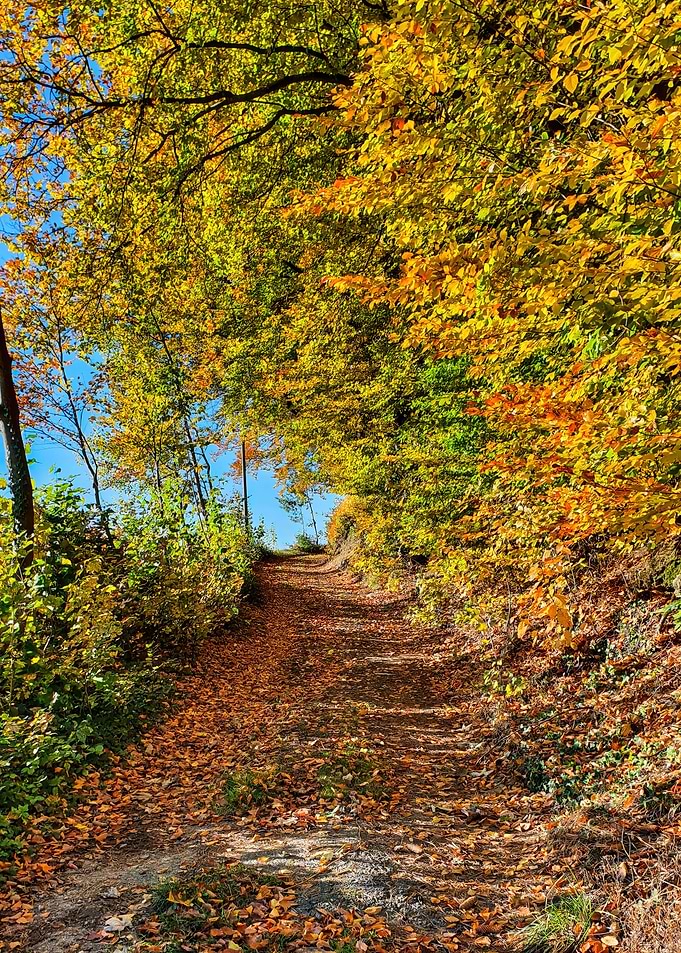 Autumn way