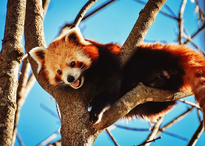 Red panda smiling