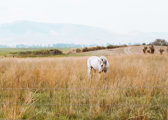 Dreamy Meadow
