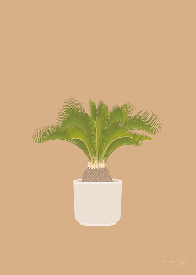Sago Palm Illustration