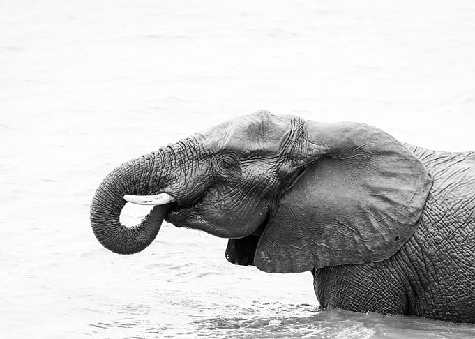 Elephant drinking water