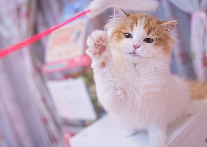 Cute waving Kitten