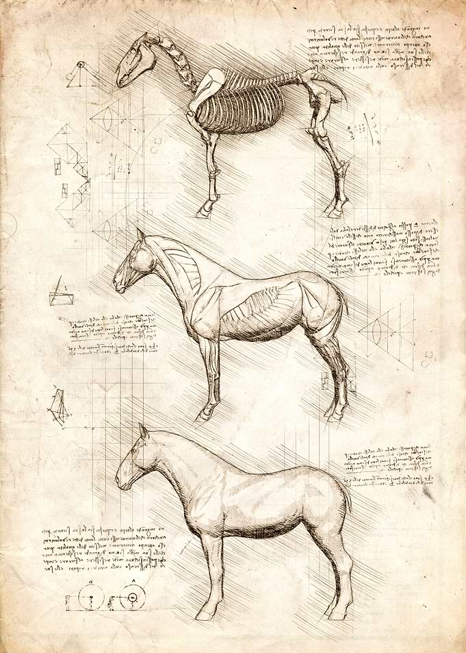 Horse Anatomy