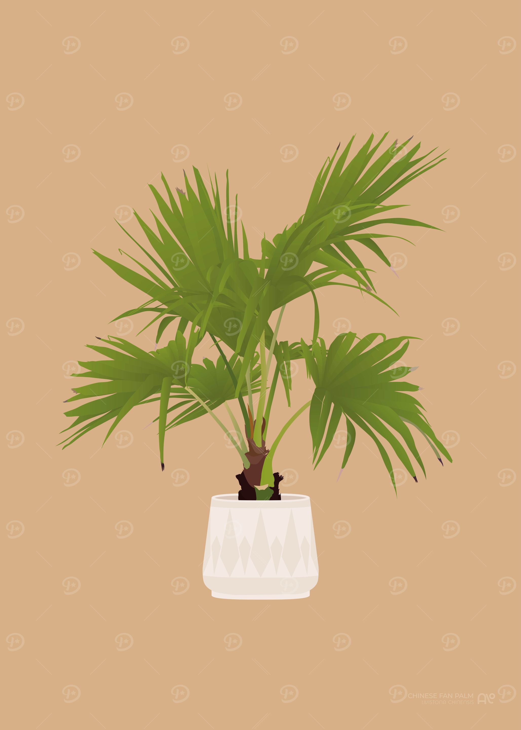 Chinese Fan Palm