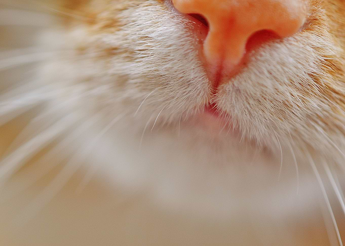 Kitty Snoot