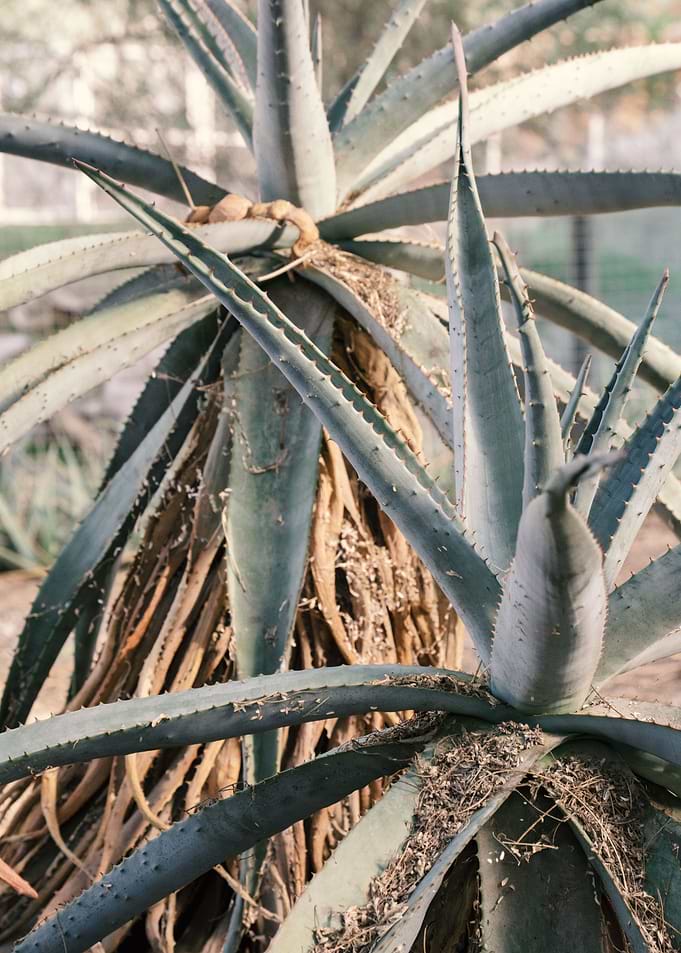 Desert Foliage Photography