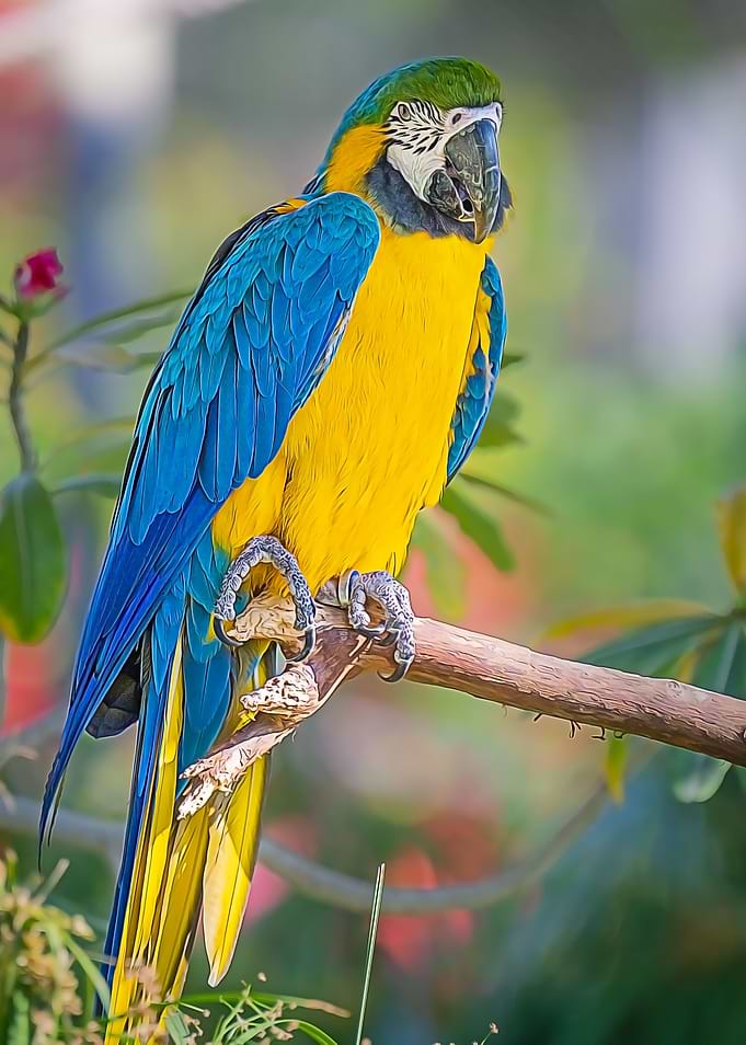 Paint Effect Parrot