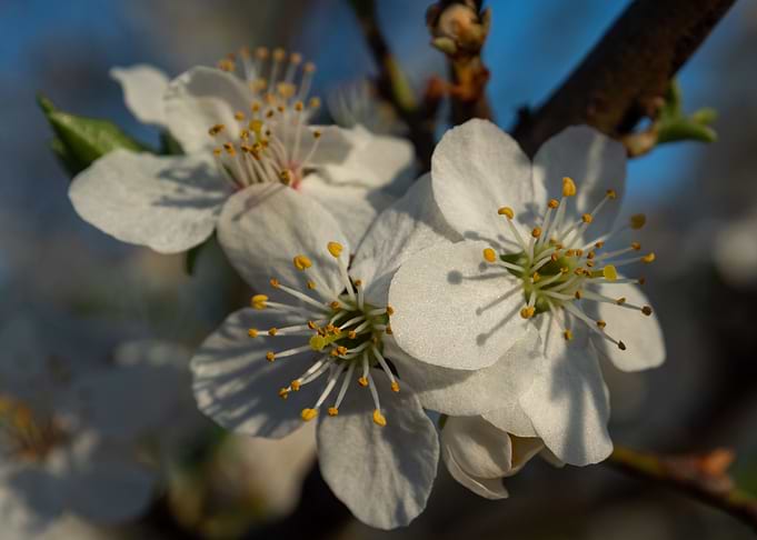 Spring flowers