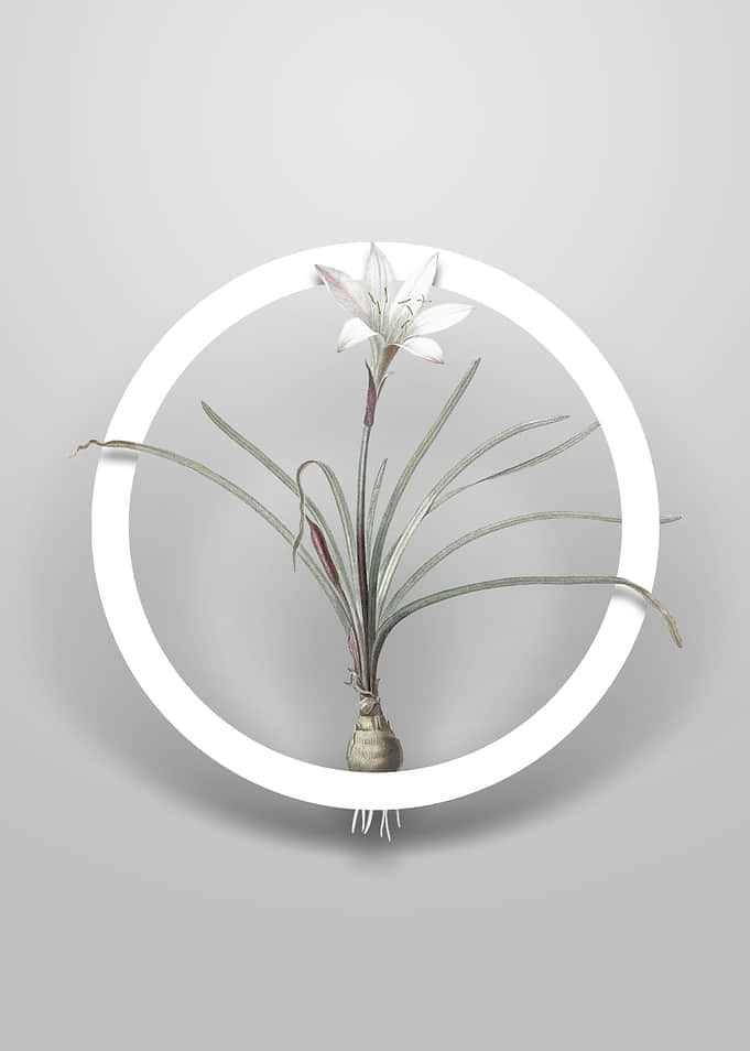 Vintage Rain Lily Flower