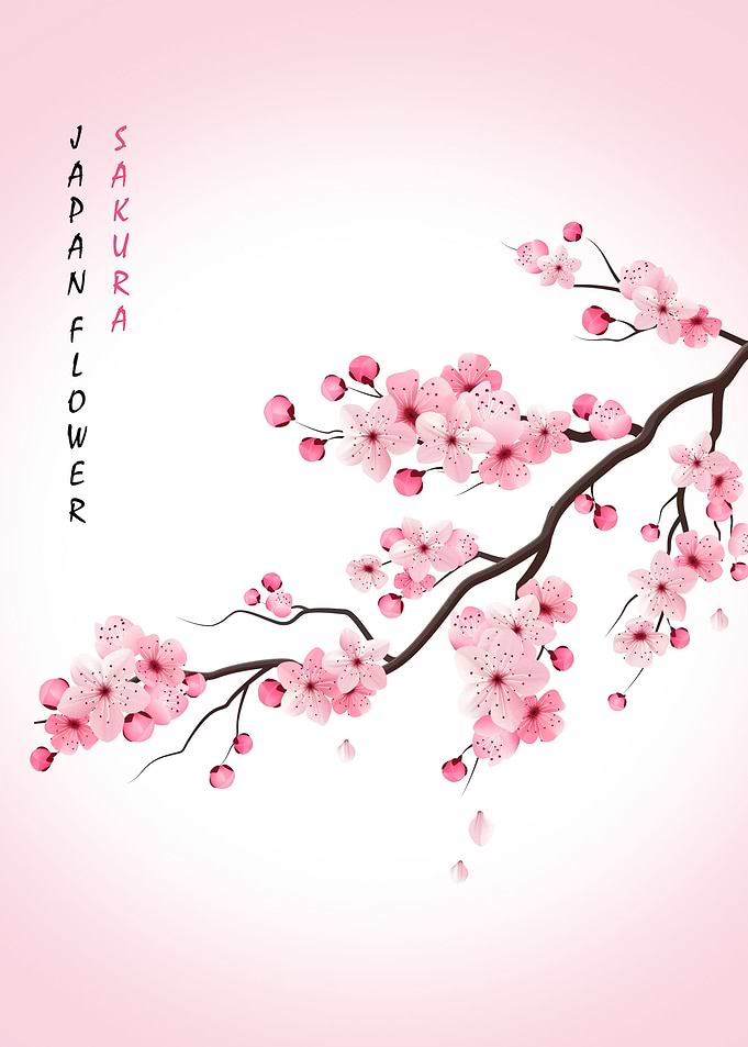 Cherry Blossom