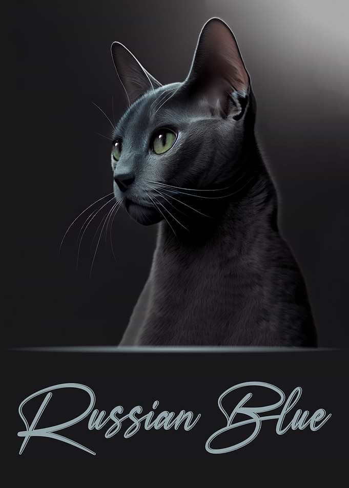Adorable Russian Blue