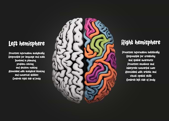Human Brain Facts