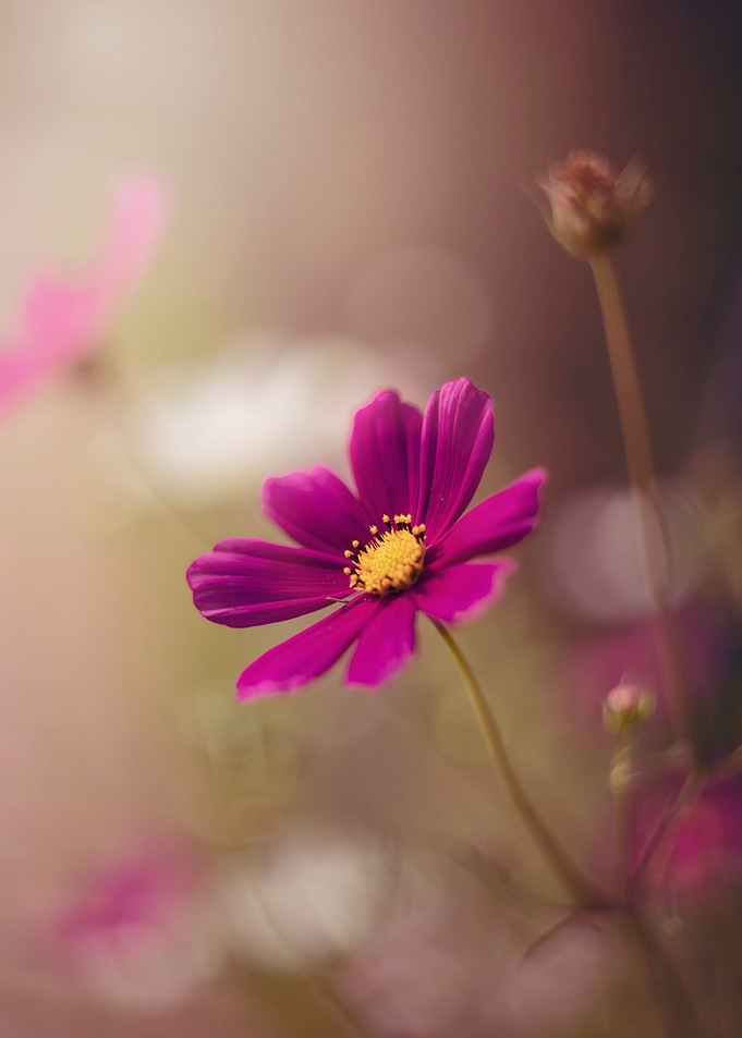 Pink flowers in the garden