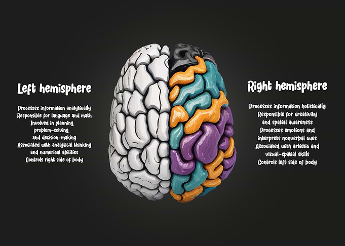 Human Brain Facts