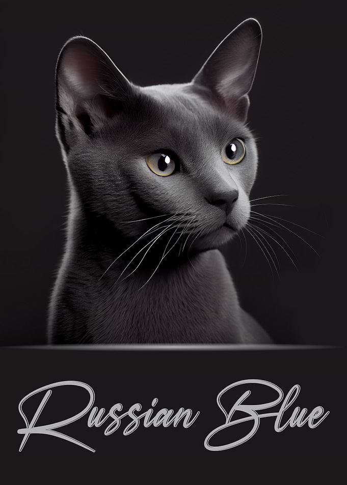 Russian Blue