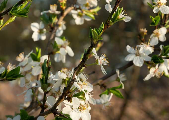 Spring flowers