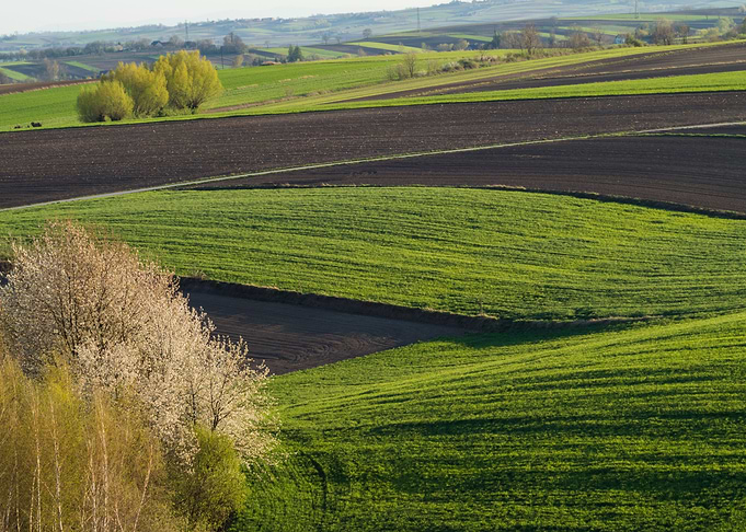 Land Patchwork