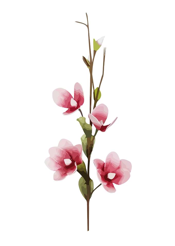 Floral Lotus