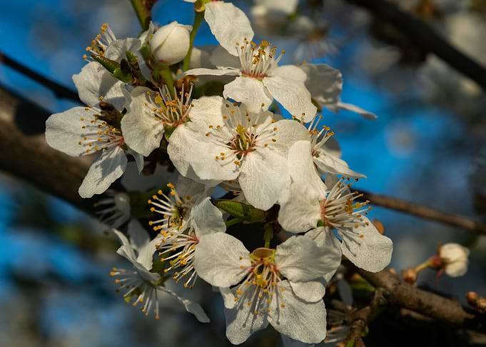 Spring flowers