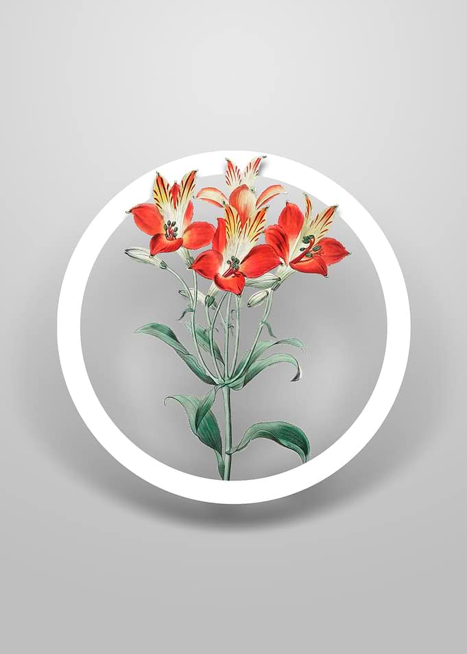 Speckled Alstromeria Art