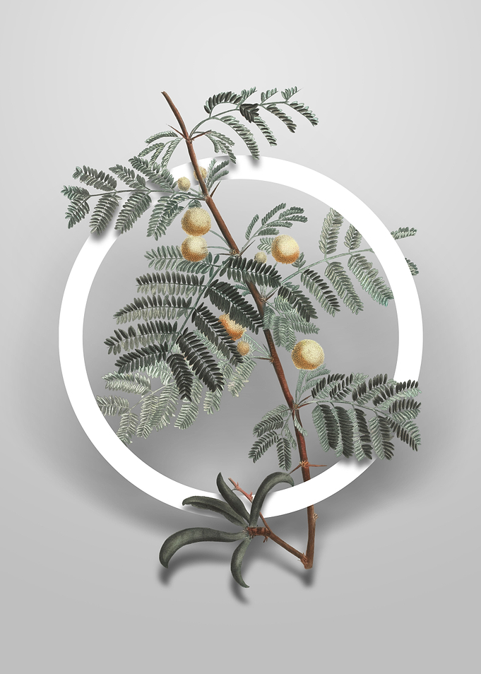 Sweet Acacia Flower Circle