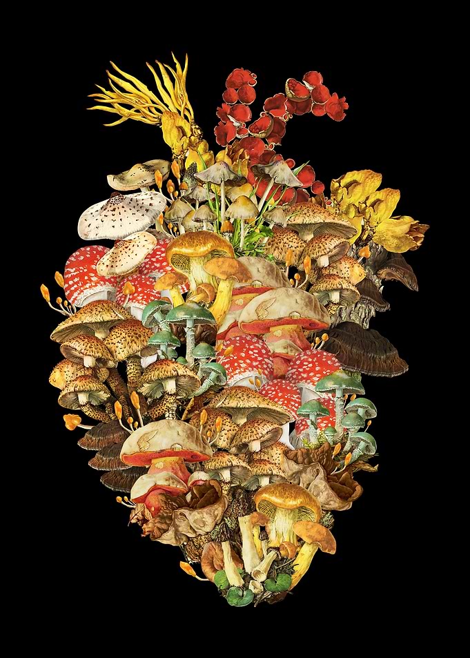 Mushroom Heart Cordyceps