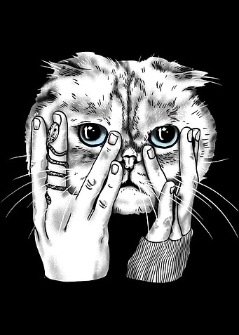 Purrrfection