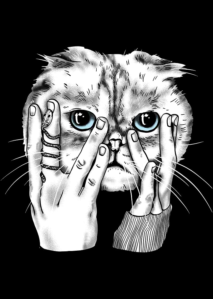 Purrrfection