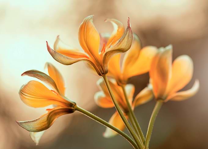 Yellow Tulips