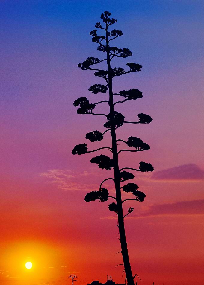 Natures