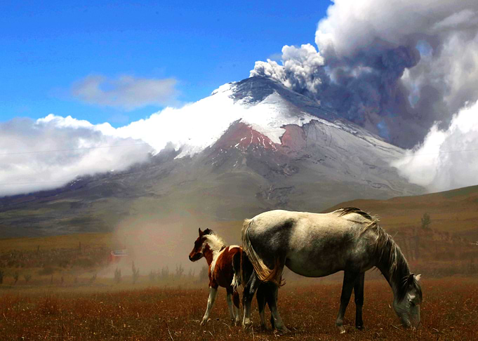 Horse
