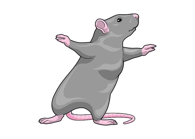 Rat Yoga Fitness