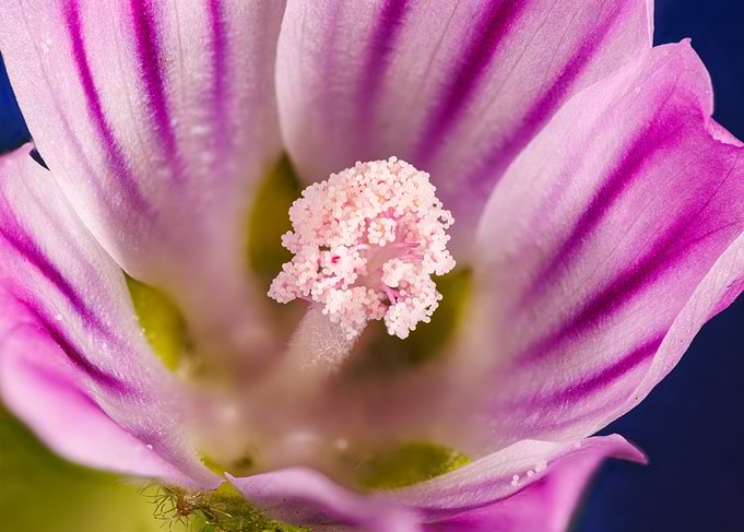 Macro of a malva flower