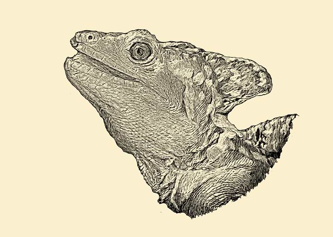 Basilisk