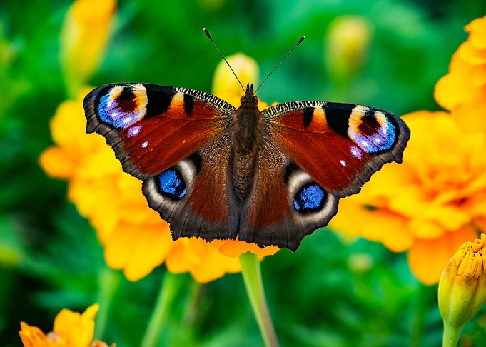 Peacock Butterfly