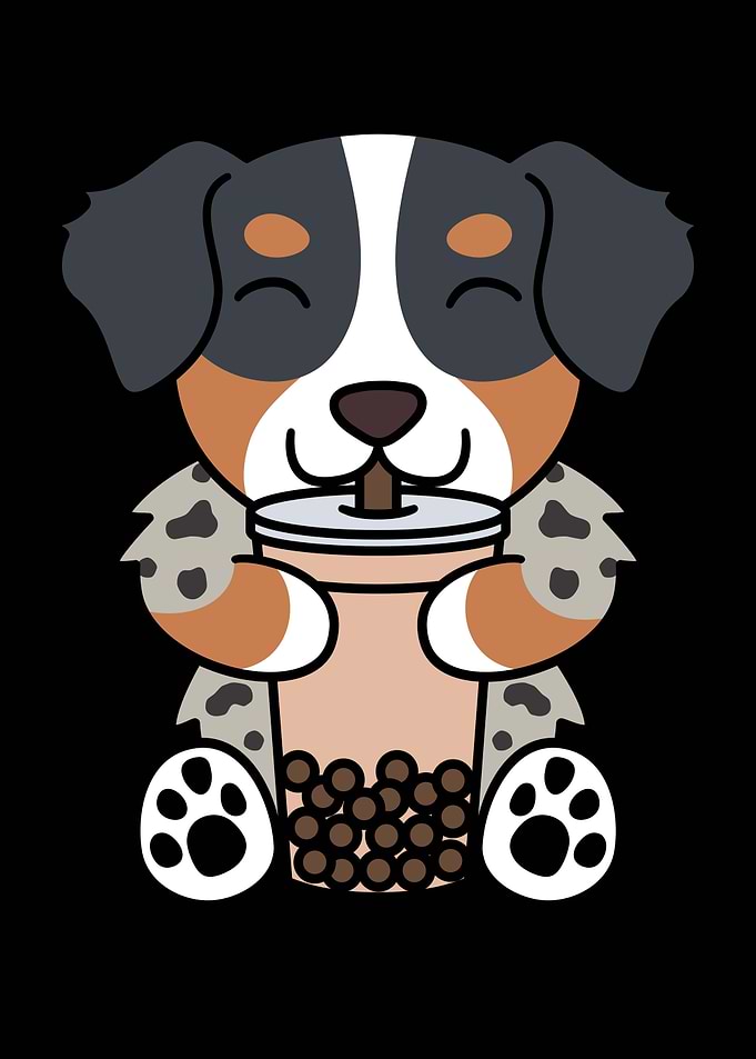 Australian Shepherd Boba