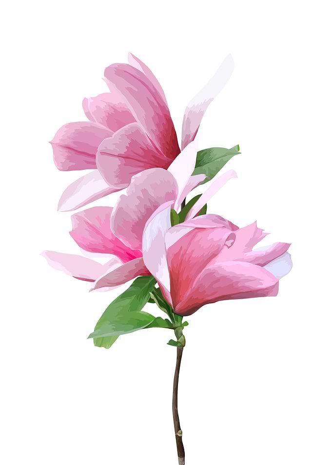 Floral Flower