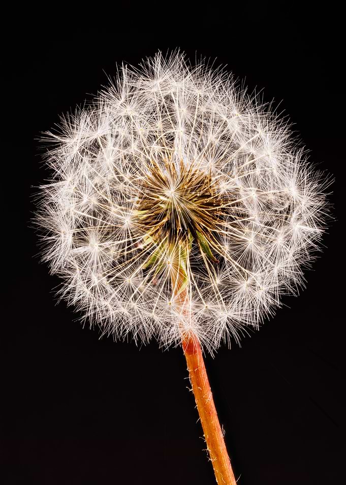 Macro of a dandelion