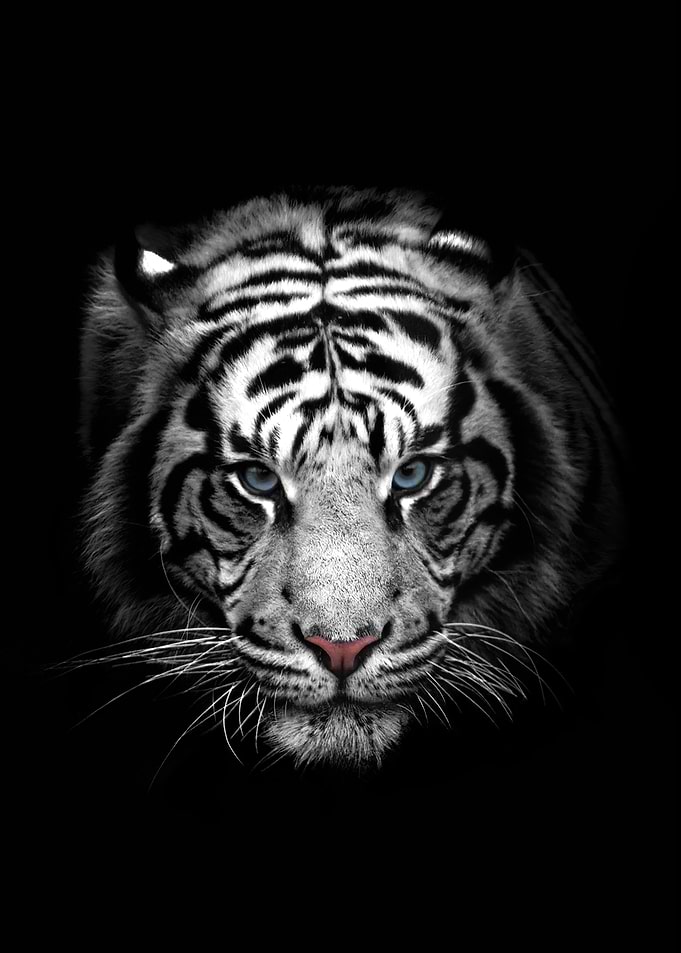 Portrait of a White Tiger