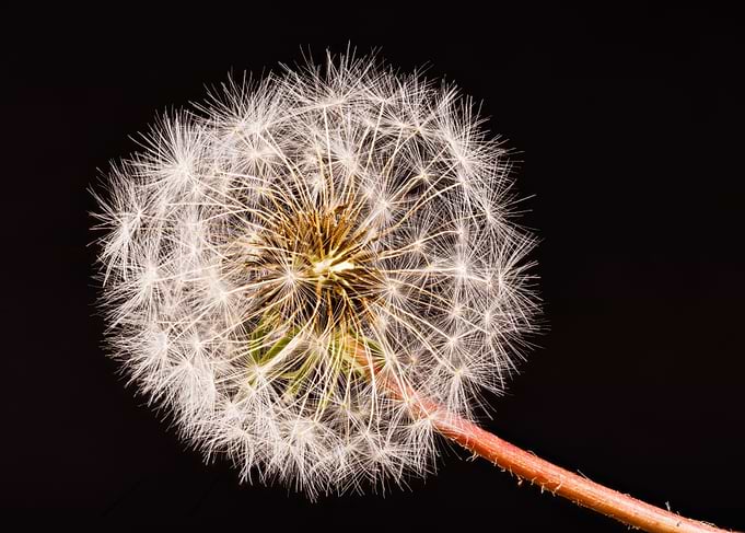 Macro of a dandelion