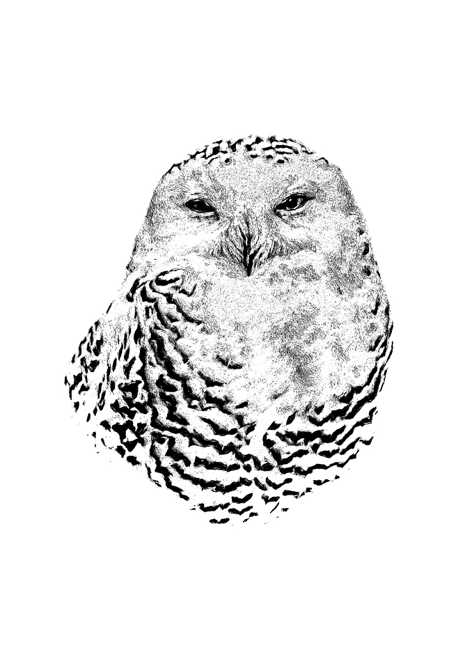 Snowy owl