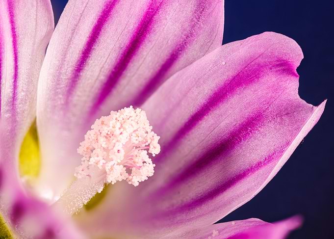 Macro of a malva flower