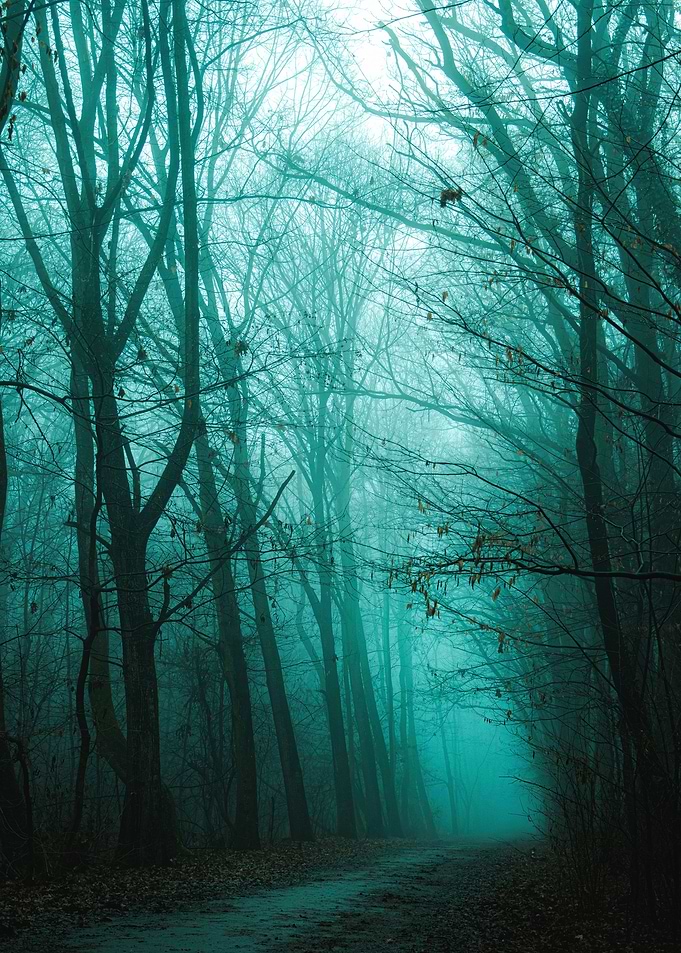 Foggy Forest Road