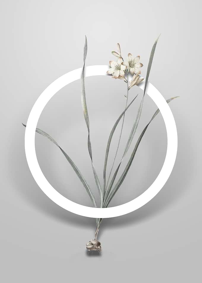 Gladiolus Lineatus Flower