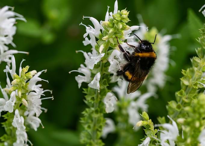 Bumblebee