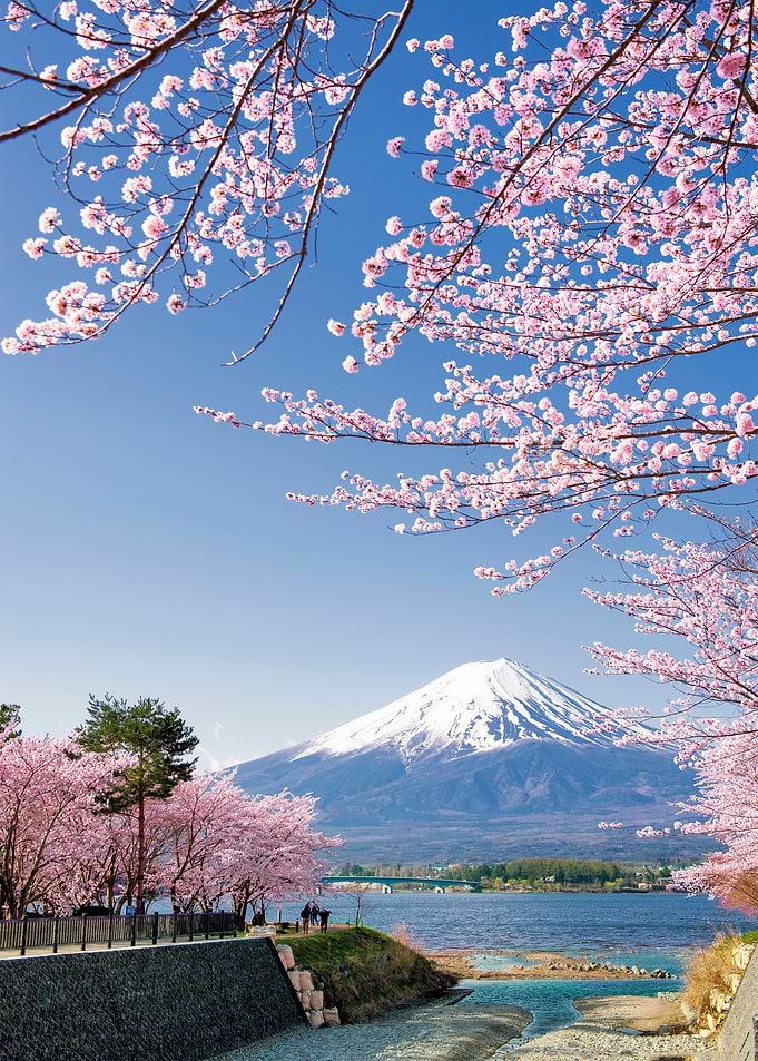 Sakura Branches and Fuji