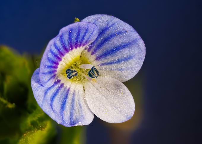 Macro of veronica persica